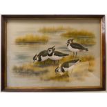 PAUL A. NICHOLAS (British, 1943-2007): a fine watercolour study of four lapwings in winter