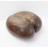 A rare sea coconut 'coco de mer' (Lodoicea Maldivica):  (30.5  x 28  x 17 cm ) Originating in the