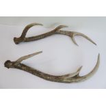 A pair of reproduction stag antlers (approx. 59 cm)