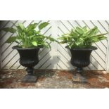 A good pair of mid-20th century cast-iron campana planters, black-painted and planted with