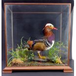 A modern glass-cased taxidermy of a Mandarin duck (LWH 48.5 x 26  x 46.5 cm)