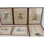 A set of four and a pair of botanical watercolours studies: 1. the set of four to include