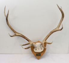 A large pair of five-point antlers mounted on a shield-shaped oak back with plaque reading 'Shot