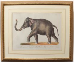 After Karl Joseph Brodtmann (1787-1862) 'Der Asiatische Elephant. (Das Weibchen). Elephantus