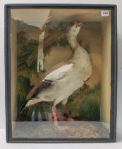 A large mid-19th century cased taxidermy of a greater white-fronted goose (Anser albifrons), painted