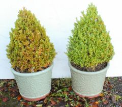 A pair of sage green glazed planters with olive leaf decoration, planted with small conifers (