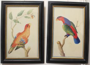 A pair of 18th century style coloured prints of parrots - 19¼ x 11½in. (48.8 x 29.25cm.), in
