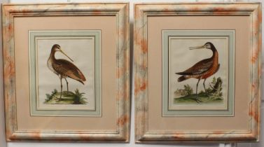 After GEORGE EDWARDS (1694-1773) - 'American Godwit' and 'Red Breasted Godwit', hand-coloured