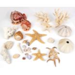 A collection of coral, shells and sea urchins to include three branches of white coral (largest 11