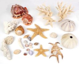 A collection of coral, shells and sea urchins to include three branches of white coral (largest 11