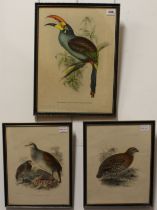 A pair of ornithological coloured stipple engravings by Keulemans after Hanhart - 12¼ x 9½in. (31