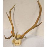 7 POINT ANTLERS ON SKULL SECTION