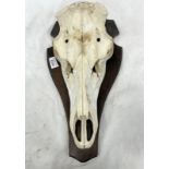 DEERS HEAD SKULL MOUNTED ON WOODEN WALL SHIELD WITH LABEL TO REAR,
