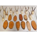 10 EUROPEAN ROE BUCK ANTLERS (CAPREOLUS CAPREOLUS) ON SKULLS WITH ASSOCIATED CUT ASH BLANK SHIELDS