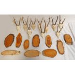 10 EUROPEAN ROE BUCK ANTLERS (CAPREOLUS CAPREOLUS) ON SKULLS WITH ASSOCIATED CUT ASH BLANK SHIELDS