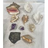 SEASHELLS TO INCLUDE CONCH SHELL, ETC, 2 PIECES OF AMETHYST,