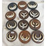 12 SETS OF EUROPEAN WILD BOAR TUSKS MOUNTED ON WOODEN CIRCULAR SHIELDS -12-