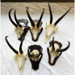 ADULT ALPINE CHAMOIS HORNS,