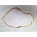 CULTURED PEARL SINGLE STRAND NECKLACE ON AN 18CT GOLD CLASP - 59CM LONG Condition Report: