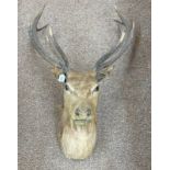 10 POINT TAXIDERMY DEER'S HEAD WALL MOUNT