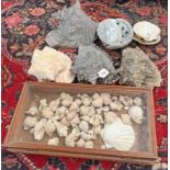 SELECTION OF VARIOUS SEA SHELLS TO INCLUDE SEVERAL IN A GLAZED MAHOGANY CASED,