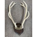 11 POINT ANTLERS ON FUR COVERED SKULL SECTION MOUNTED ON WALL SHIELD