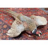 TAXIDERMY STUDY OF PHEASANT ON WALL MOUNT,