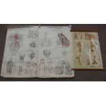 3 MEDICAL AND HUMAN ANATOMY POSTERS, INCLUDING ST. JOHNS AMBULANCE SERVICE OF BROKEN BONES.