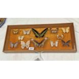 FRAMED GLAZED ENTOMOLOGY DISPLAY CONSISTING OF 12 EXAMPLES SUCH AS 5 - BAR SWORD TAIL, GREAT DUFFER,