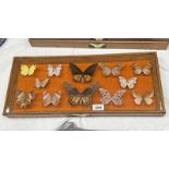 FRAMED GLAZED ENTOMOLOGY DISPLAY CONSISTING OF 12 EXAMPLES TO INCLUDE CHOCOLATE TIGER,