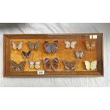 FRAMED GLAZED ENTOMOLOGY DISPLAY CONSISTING OF 12 EXAMPLES TO INCLUDE RED SPOT SAWTOOTH,