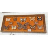 FRAMED GLAZED ENTOMOLOGY DISPLAY CONSISTING OF 12 EXAMPLES SUCH AS YELLOW SPOT SAWTOOTH, GIRCE,