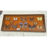 FRAMED GLAZED ENTOMOLOGY DISPLAY CONSISTING OF 12 EXAMPLES TO INCLUDE BLUE BRANDED KING CROW,