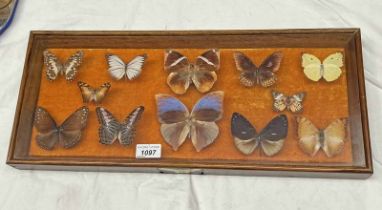 FRAMED GLAZED ENTOMOLOGY DISPLAY CONSISTING OF 12 EXAMPLES TO INCLUDE BLUE BRANDED KING CROW,