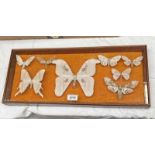 FRAMED GLAZED ENTOMOLOGY DISPLAY CONSISTING OF 8 EXAMPLES TO INCLUDE DEAD HEAD MOTH, ATLAS MOTH,
