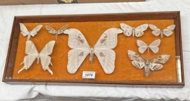 FRAMED GLAZED ENTOMOLOGY DISPLAY CONSISTING OF 8 EXAMPLES TO INCLUDE DEAD HEAD MOTH, ATLAS MOTH,