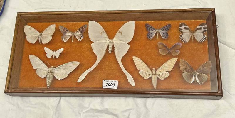 FRAMED GLAZED ENTOMOLOGY DISPLAY CONSISTING OF 10 EXAMPLES TO INCLUDE HAWK MOTH, TIGER MOTH,