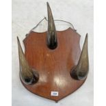 3 BISON HORNS MOUNTED ON A WOODEN WALL SHIELD,