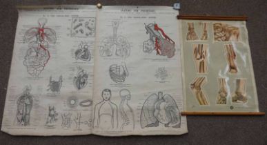 3 MEDICAL AND HUMAN ANATOMY POSTERS, INCLUDING ST. JOHNS AMBULANCE SERVICE OF BROKEN BONES.