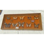 FRAMED GLAZED ENTOMOLOGY DISPLAY CONSISTING OF 12 EXAMPLE SUCH AS GREEN DRAGON TAIL,