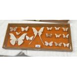 FRAMED GLAZED ENTOMOLOGY DISPLAY CONSISTING OF 15 EXAMPLES TO INCLUDE TIGER MOTHS, EMPEROR MOTH ETC.