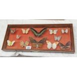 FRAMED GLAZED ENTOMOLOGY DISPLAY CONSISTING OF 12 EXAMPLES MOUNTED ON PINS.