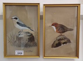 IAN T P MCINTOSH, DIPPER & COMMON WHEATEAR, BOTH SIGNED, FRAMED WATERCOLOURS, 23 X 14.