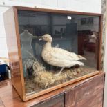 TAXIDERMY STUDY OF A DUCK ON FAUX FOLIAGE IN GLAZED CASE,