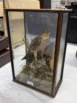 LATE VICTORIAN CASED TAXIDERMY STUDY OF A EUROPEAN SPARROWHAWK (ACCIPITIER NISUS),