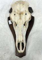 DEERS HEAD SKULL MOUNTED ON WOODEN WALL SHIELD WITH LABEL TO REAR,