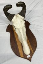 LATE 20TH CENTURY ADULT MALE HARTEBEEST HORNS ON PLASTER FITTED UPPER SKULL MOUNTED ON AN AFRICAN