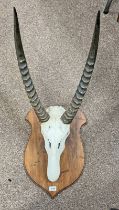 LATE 20TH CENTURY SET OF ADULT WATERBUCK HORNS ON PLASTER FITTED UPPER SKULL ON AN AFRICAN HARDWOOD