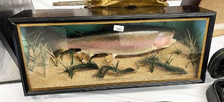 CASED LATE 20TH CENTURY TAXIDERMY STUDY OF A RAINBOW TROUT (ONCORHYNCHUS MYKISS) DATE 1990 BY G D