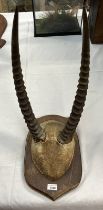 COMMON ADULT WATERBUCK HORNS ON HIDE COVERED BOSS MOUNTED ON HARDWOOD SHIELD